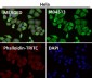 Anti-Lunatic Fringe Rabbit Monoclonal Antibody