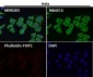 Anti-Lunatic Fringe Rabbit Monoclonal Antibody