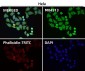 Anti-Lunatic Fringe Rabbit Monoclonal Antibody