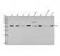 Anti-HoxC6 Rabbit Monoclonal Antibody