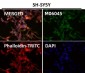 Anti-HoxC6 Rabbit Monoclonal Antibody