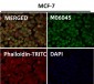 Anti-HoxC6 Rabbit Monoclonal Antibody