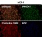 Anti-HoxC6 Rabbit Monoclonal Antibody