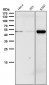 Anti-Phospho-Chk1 (S280) Rabbit Monoclonal Antibody