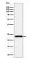 Anti-HSPC150 Rabbit Monoclonal Antibody