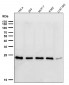Anti-HSPC150 Rabbit Monoclonal Antibody
