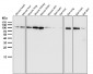 Anti-EXOC2 Rabbit Monoclonal Antibody
