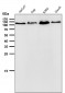 Anti-EXOC2 Rabbit Monoclonal Antibody