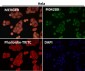 Anti-DUT Rabbit Monoclonal Antibody