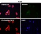 Anti-RAB22A Rabbit Monoclonal Antibody
