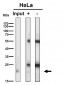 Anti-RAB22A Rabbit Monoclonal Antibody