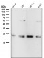 Anti-RAB22A Rabbit Monoclonal Antibody