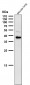 Anti-CXCR6 / CD186 Rabbit Monoclonal Antibody