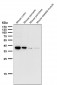 Anti-CXCR6 / CD186 Rabbit Monoclonal Antibody