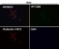Anti-TFIIE alpha Rabbit Monoclonal Antibody