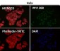 Anti-TFIIE alpha Rabbit Monoclonal Antibody