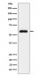 Anti-TFIIE alpha Rabbit Monoclonal Antibody