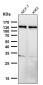 Anti-Palladin Rabbit Monoclonal Antibody