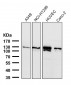 Anti-Palladin Rabbit Monoclonal Antibody