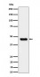 Anti-CABP Rabbit Monoclonal Antibody