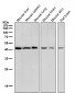Anti-CABP Rabbit Monoclonal Antibody