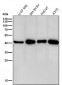 Anti-CABP Rabbit Monoclonal Antibody
