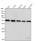 Anti-SHB Rabbit Monoclonal Antibody