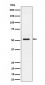 Anti-SEC62 Rabbit Monoclonal Antibody