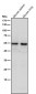 Anti-SEC62 Rabbit Monoclonal Antibody