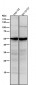 Anti-SEC62 Rabbit Monoclonal Antibody