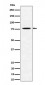 Anti-PSIP1 / LEDGF Rabbit Monoclonal Antibody