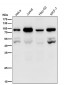 Anti-PSIP1 / LEDGF Rabbit Monoclonal Antibody