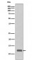 Anti-CCL23 / MIP3 Rabbit Monoclonal Antibody
