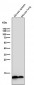 Anti-Histone H2B (crotonyl K12) Rabbit Monoclonal Antibody