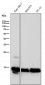 Anti-Histone H2B (crotonyl K12) Rabbit Monoclonal Antibody