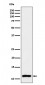 Anti-Histone H4 (mono methyl K20) Rabbit Monoclonal Antibody