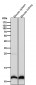 Anti-Histone H4 (mono methyl K20) Rabbit Monoclonal Antibody