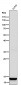 Anti-Histone H4 (mono methyl K20) Rabbit Monoclonal Antibody