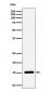 Anti-Histone H3 (symmetric di methyl R17) Rabbit Monoclonal Antibody