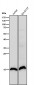 Anti-Histone H3 (symmetric di methyl R17) Rabbit Monoclonal Antibody