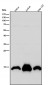 Anti-Histone H2A (mono methyl K118) Rabbit Monoclonal Antibody