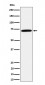 Anti-Apc6 / CDC16 Rabbit Monoclonal Antibody