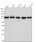 Anti-Apc6 / CDC16 Rabbit Monoclonal Antibody