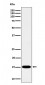 Anti-Histone H3 (mono methyl K79) Rabbit Monoclonal Antibody