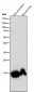 Anti-Histone H3 (mono methyl K79) Rabbit Monoclonal Antibody