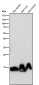 Anti-Histone H3 (mono methyl K79) Rabbit Monoclonal Antibody