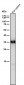 Anti-Caspase-6 Rabbit Monoclonal Antibody