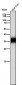 Anti-Caspase-6 Rabbit Monoclonal Antibody
