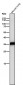 Anti-Caspase-6 Rabbit Monoclonal Antibody