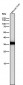 Anti-Caspase-6 Rabbit Monoclonal Antibody